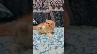 Cat #cute #cat