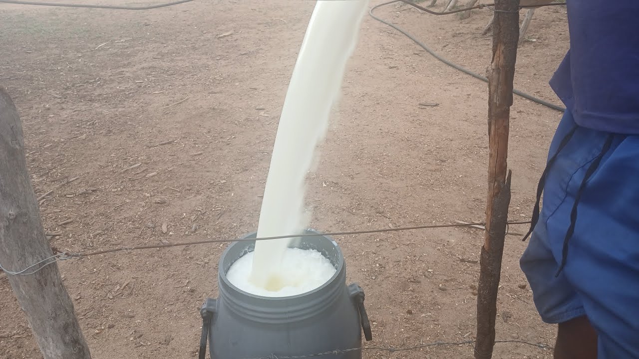 MOSTRANDO AS NOSSAS  VACAS COMO ESTA NO PERÍODO DE SECA E A QUANTIDADE DE LEITE QUE ESTAMOS TIRANDO 