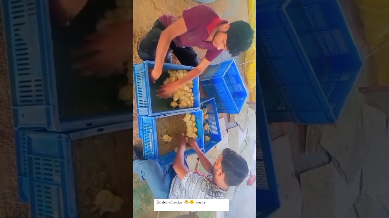 New broiler batch Aya hai ✨️ 