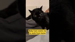 I wish I could spend all day at home with him. #babycorncat #dwarfcat #wobblycat