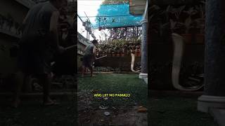 Parang daga lang ang papaloin#Shortvideo#Viral
