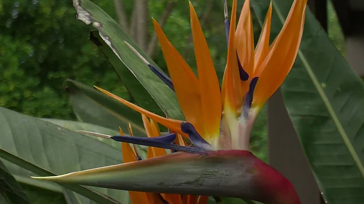 JVC GY HM100E demo movie