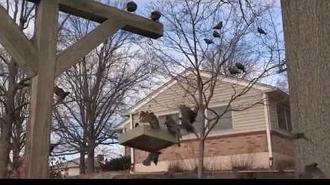 Mockingbird: a Plague upon Starlings--NARRATED