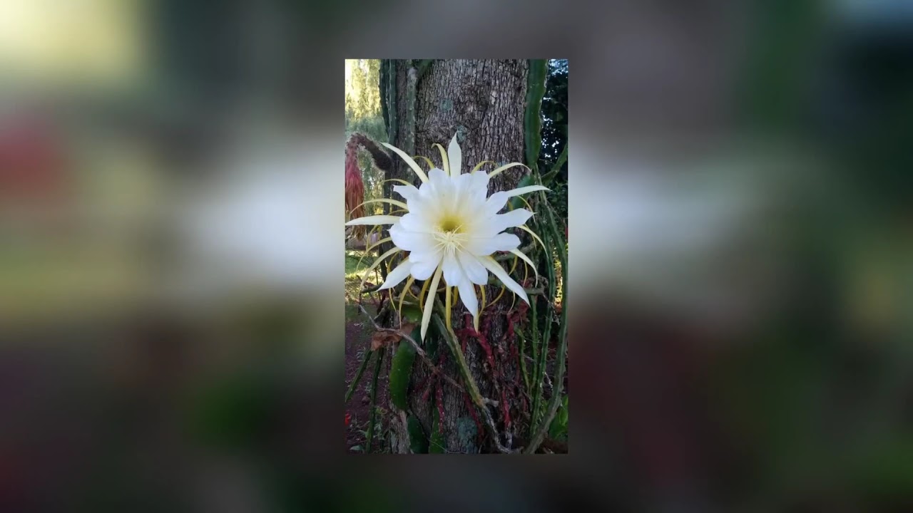GIANT CACTUS FLOWER