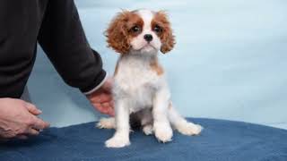 Yoshi | 12w old, male Cavalier King Charles Spaniel Puppy by Euro Puppy 44 views 1 month ago 16 seconds