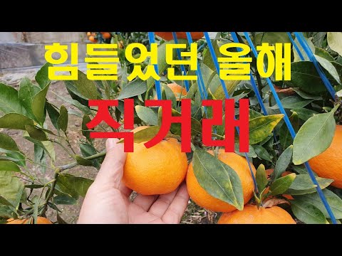힘들었던 올해 직거래 그리고 이후