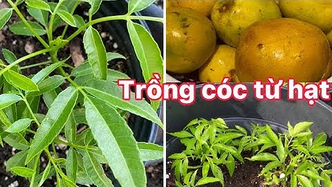 Chia sẻ cách Trồng cóc thái từ hạt