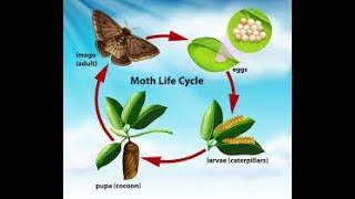 life cycle of Oleander moth/ army moth@amazing transformation