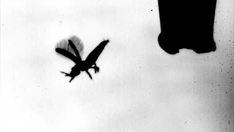 Aerodynamics of the Smallest Flying Insects