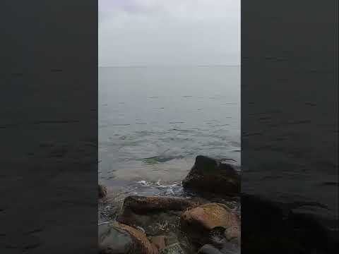 Черное море Туапсинский
