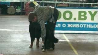 Charming Bear Shalunya (СACIB, 26 февраля, Минск)