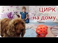 ЦИРК с собачкой на дому! 🐕 Внучка вышивает ❤