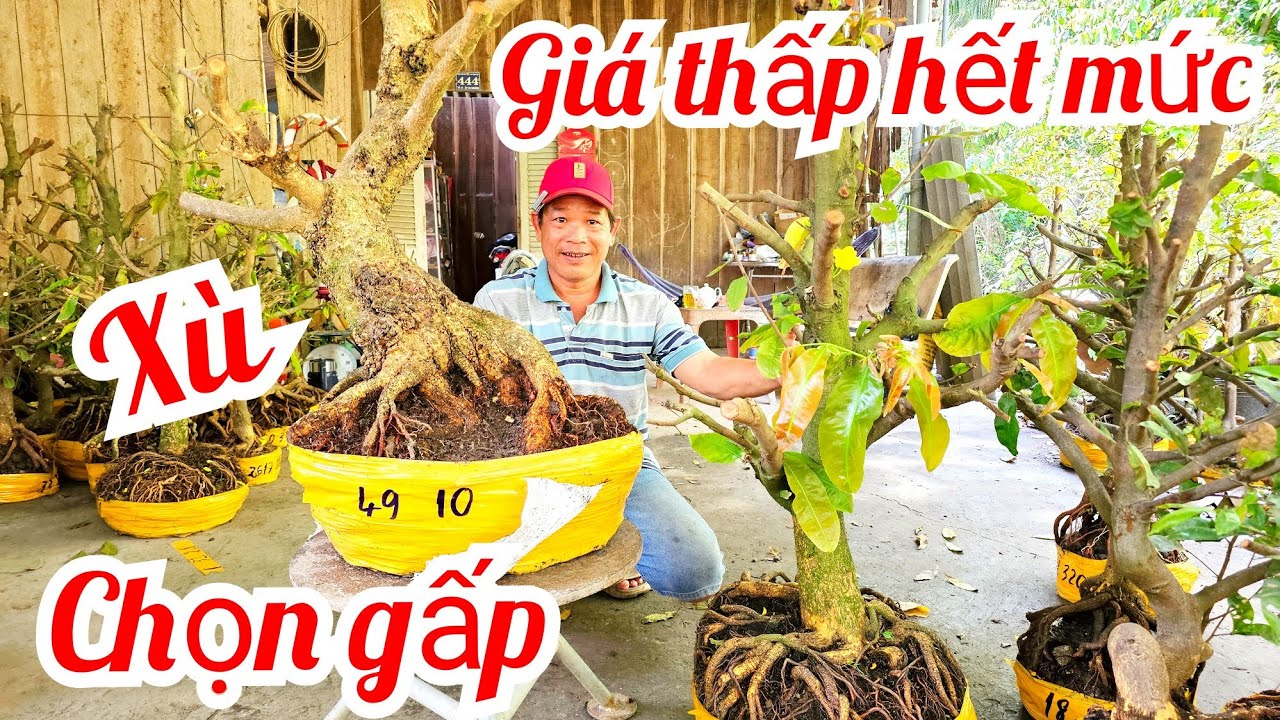 A. Minh 📲 0339417719 khui vườn mới mai giảo Thủ Đức đế Vip giá rẻ 3/3 (@MaivàngQuêdừa)