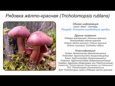 Рядовка жёлто-красная (Tricholomopsis rutilans)