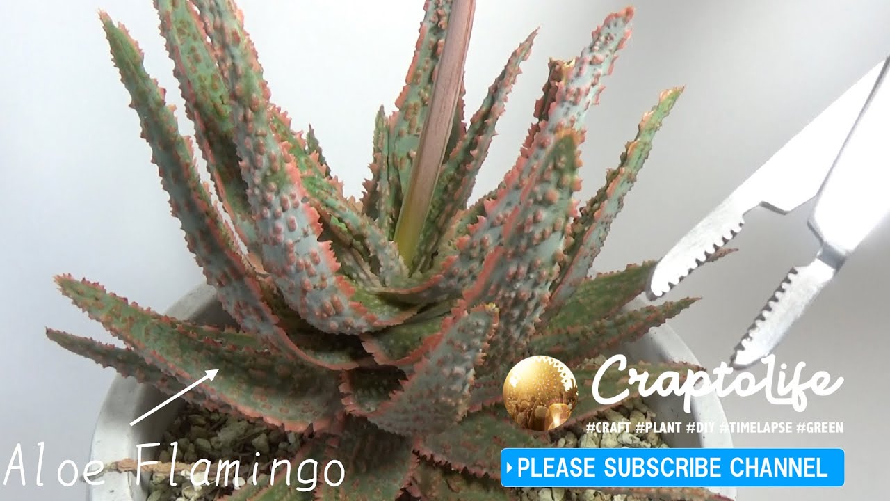 アロエフラミンゴの花咲いた後の茎を抜きました Aloe Flamingo Flower Unpluging Youtube