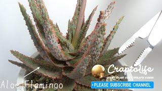 アロエフラミンゴの花咲いた後の茎を抜きました Aloe Flamingo Flower Unpluging Youtube アロエフラミンゴの花咲いた後の茎を抜きました Aloe Flamingo Flower Unpluging Youtube