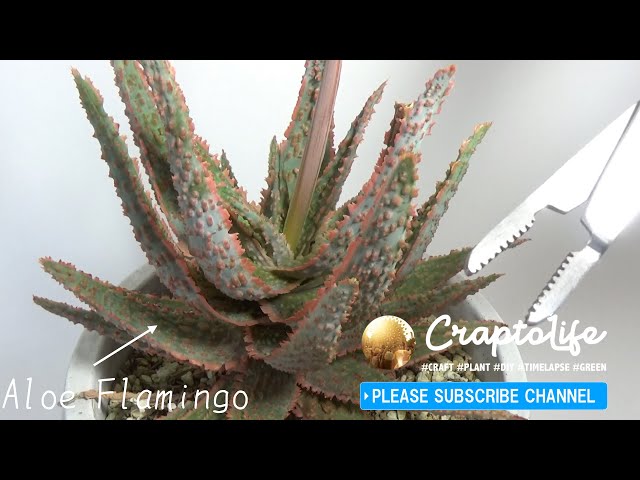 フラミンゴ【アロエ】ハイブリッド Aloe hybrid  ‘flamingo’