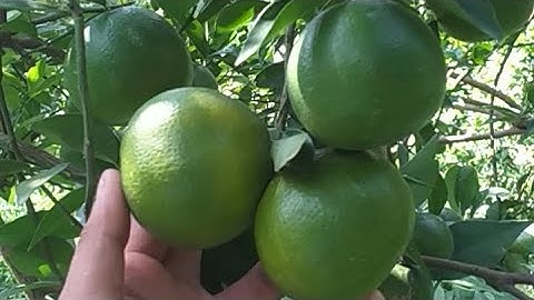 Nuôi trái, Dưỡng lá CÂY QUÝT ĐƯỜNG không lo Ngủ ngày SUY CÂY