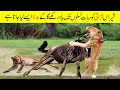 جانوروں کی آپس میں ہونے والی بہت ہی زبردست لڑائیاں | The Most Intense Battles of Wild Animals