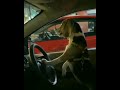 Impatient Dogs Honks Car Horn At Their Owners Compilations.