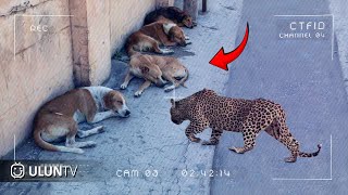 SEREM TEREKAM CCTV!! Detik²  Macan Tutul Menyerang Anjing Peliharaan Yang Lagi Enak Tidur