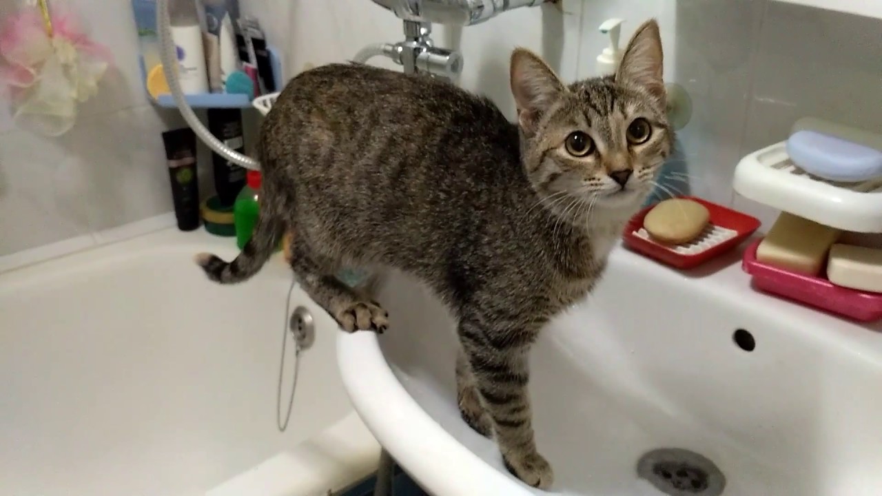 Кошка не боится воды - YouTube