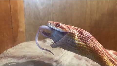 Corn snakes eating mice time lapse