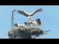 Stork Landing On Its Nest