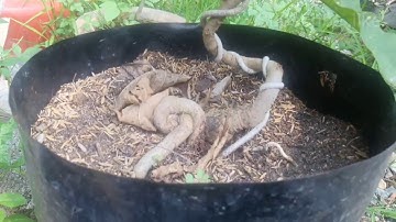 Hướng dẫn  tạo đế quái từ rễ cây con lộc vừng