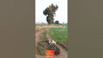 سورة الجاثية بصوت الشيخ ياسر الدوسري اقرؤا القرآن فإنه يأتي شفيعاً لاصحابه يوم القيام#القران_الكريم
