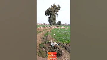 سورة الجاثية بصوت الشيخ ياسر الدوسري اقرؤا القرآن فإنه يأتي شفيعا لاصحابه يوم القيام القران الكريم 
