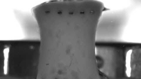 Tension testing of a hydrogel using the CellScale MicroSquisher