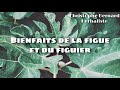 Bienfaits de la figue et du figuier ficus carica