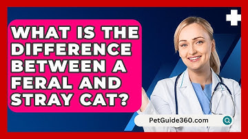 What Is The Difference Between A Feral And Stray Cat? - PetGuide360.com