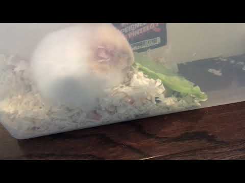 Hamster eating with eyes closed