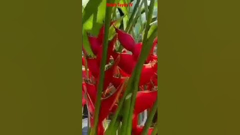 😍 Hoa Chuối rừng tràng pháo đỏ 🥰