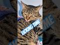 Licking cat 😺🥰 #cat #trending #catlovers #love #rnbmusic