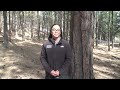 Forest Service scoping 100,000 acre thinning project in Ochoco National Forest