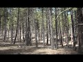Forest Service scoping 100,000 acre thinning project in Ochoco National Forest