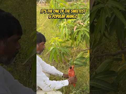 2nd Kesar Mango Harvested in Naiwik Farms on 26-05-2026 #naiwikfarms
