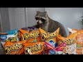 Cheeto the raccoon tries cheetos for the first time  taste test