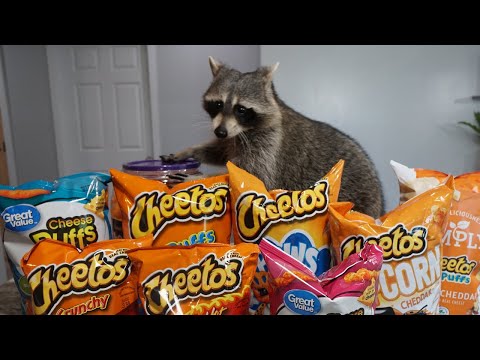 Cheeto The Raccoon Tries Cheetos for the First Time!  Taste Test!