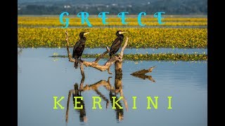 Greece: Kerkini Lake Birdwatching 2018