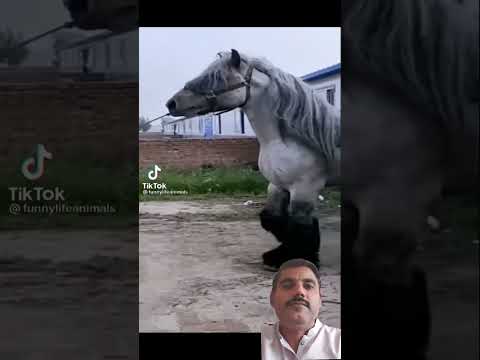 مستحيل تصدق ان دا أجمل حصان في العالم