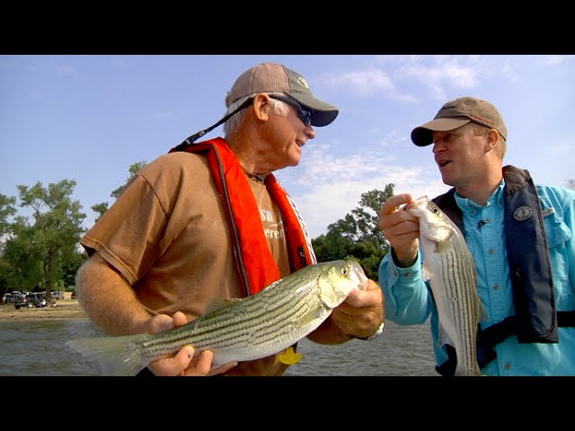 Watch Red River Stripers on YouTube.