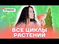 Все циклы растений | Биология ЕГЭ 2022 | Умскул