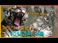 호랑이의 출산, 그 100일간의 기록 1탄🐅 외로운 새끼 호랑이들.. [KBS대/세/남 With Animals] / KBS 방송