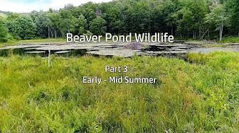 Beaver Pond Wildlife: Part 3- Early to Mid Summer