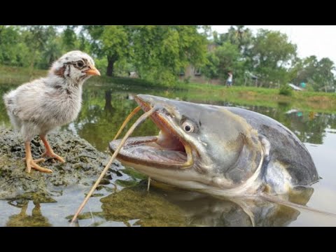 تصویری: چگونه می توان خط ماهیگیری را بست