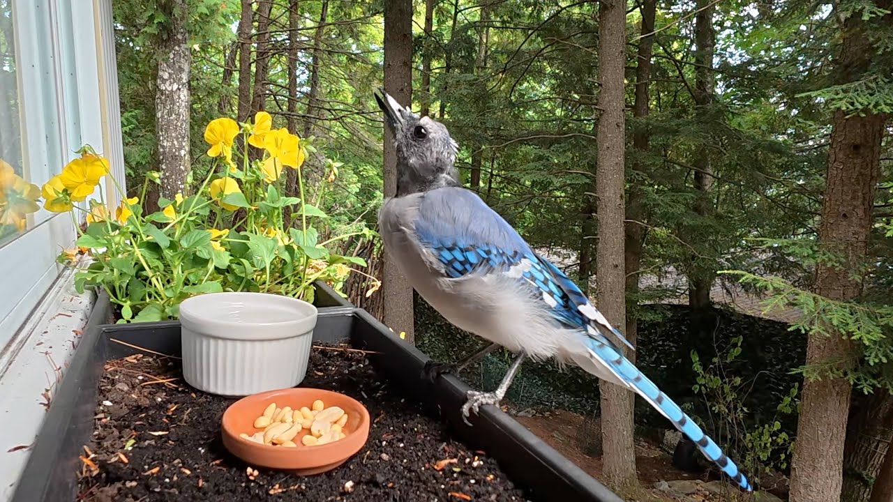 블루제이가 털갈이 하는 과정
